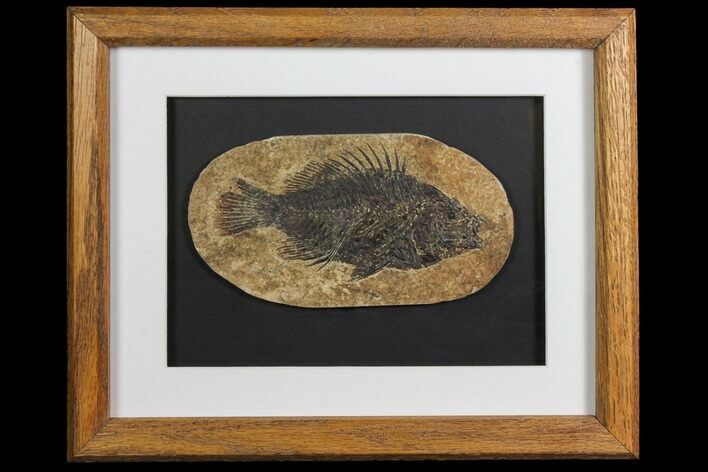 Framed Fossil Fish (Cockerellites) - Wyoming #143762